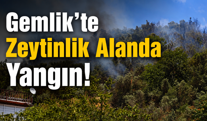 Gemlik’te Zeytinlik Alanda Yangın! Ekipler Seferber Oldu