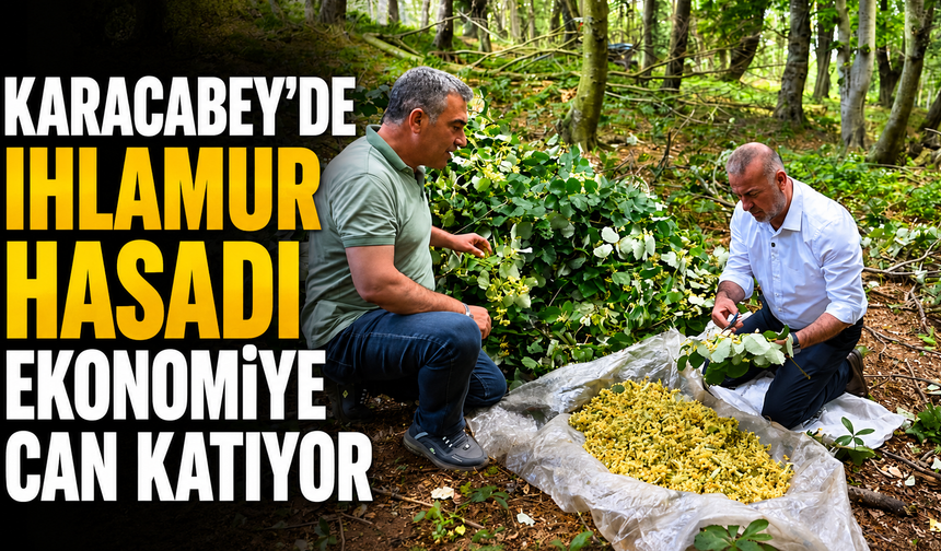 Karacabey’de Ihlamur Hasadı Ekonomiye Can Katıyor