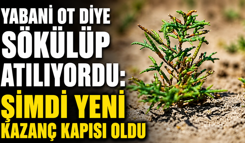 Yabani Ot Diye Sökülüp Atılıyordu: Şimdi Yeni Kazanç Kapısı Oldu
