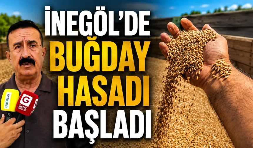 İnegöl’de Buğday Hasadı Başladı: 50 Bin Ton Rekolte Bekleniyor