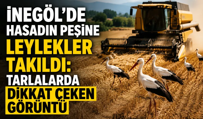 İnegöl’de Hasadın Peşine Leylekler Takıldı: Tarlalarda Dikkat Çeken Görüntü