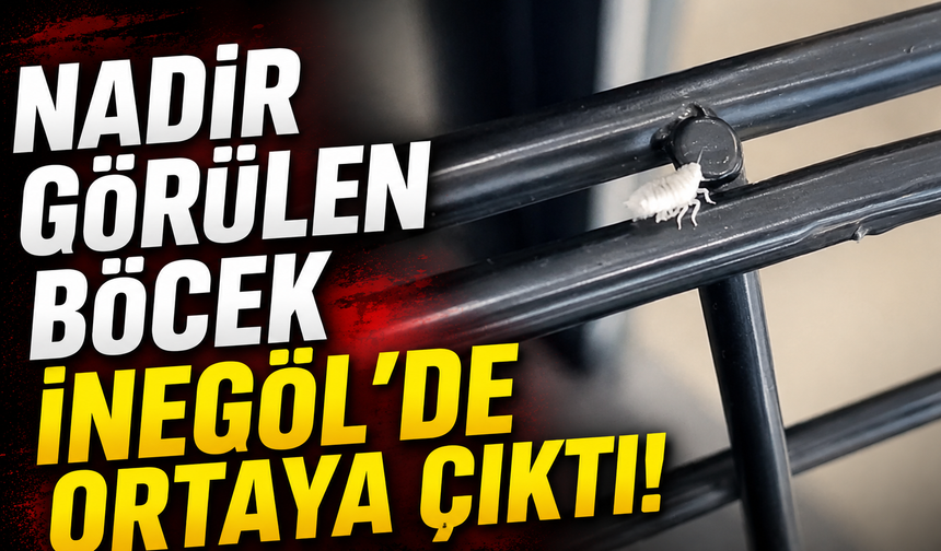 Nadir Görülen Böcek İnegöl'de Ortaya Çıktı!