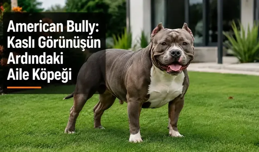 American Bully: Kaslı Görünüşün Ardındaki Aile Köpeği