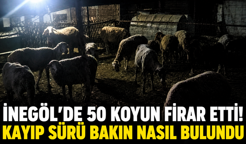 İnegöl’de 50 koyun firar etti! Kayıp sürü bakın nasıl bulundu