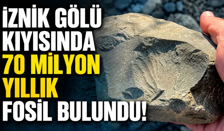 İznik Gölü kıyısında 70 milyon yıllık fosil bulundu