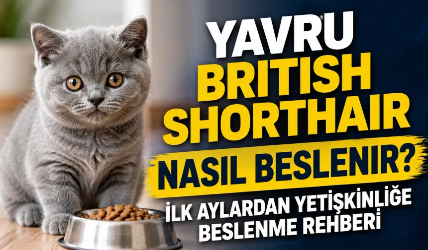 Yavru British Shorthair Nasıl Beslenir? İlk Aylardan Yetişkinliğe Beslenme Rehberi