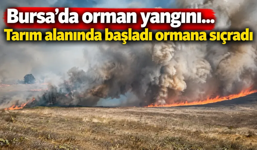 Bursa'da orman yangını...Tarım alanında başladı ormana sıçradı