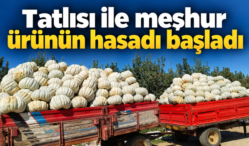 Tatlısı ile meşhur ürünün hasadı başladı