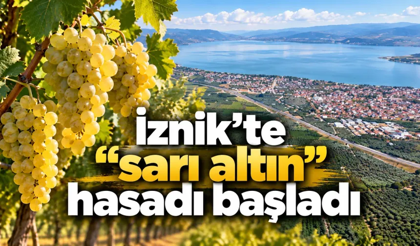 İznik’te “sarı altın” hasadı başladı: Müşküle üzümünde rekolte yüz güldürdü