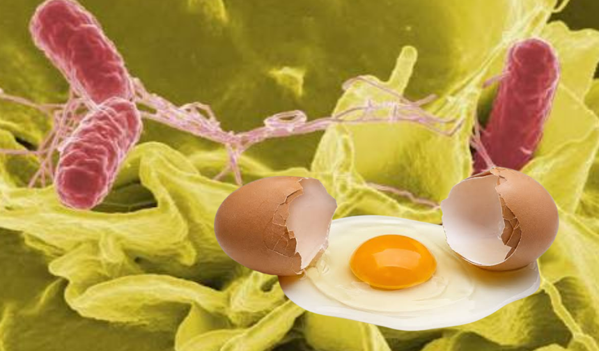 Belçika’da Yumurta Alarmı Büyüyor! Salmonella Vakalarında Sayı 318’e Ulaştı