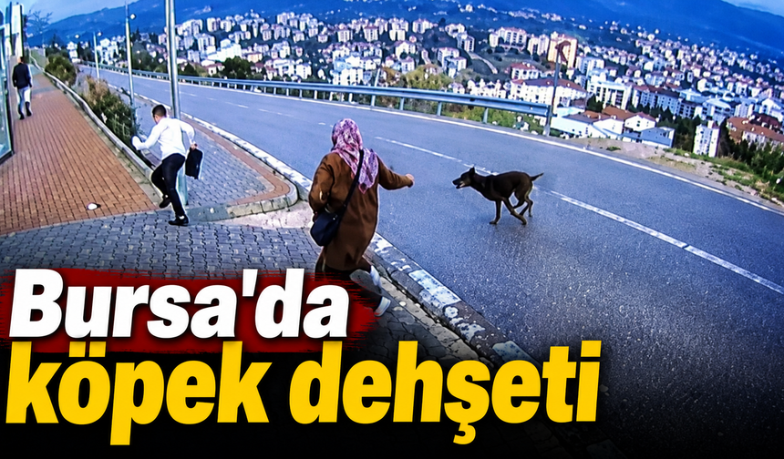 Bursa'da köpek dehşeti:Köpek çocuğa saldırdı !