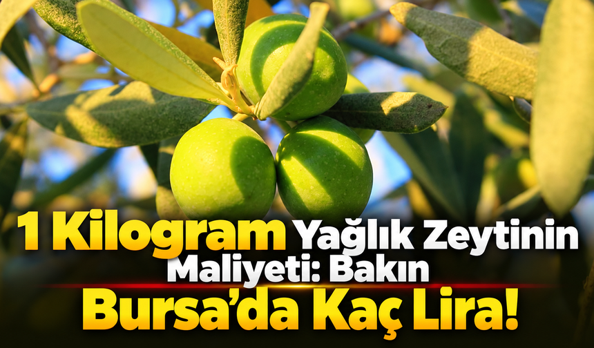 1 Kilogaram Yağlık Zeytinin Maliyeti Bakın Bursa'da Kaç Lira