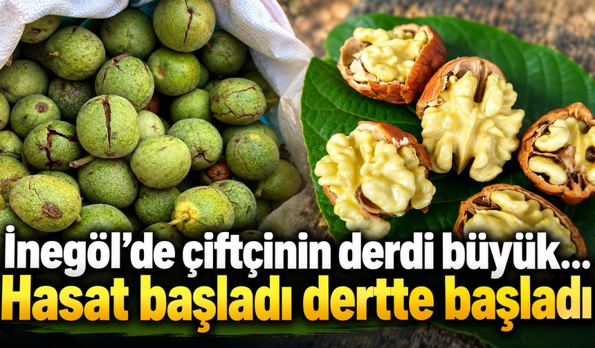 İnegöl’de çiftçinin derdi büyük... Hasat başladı dertte başladı