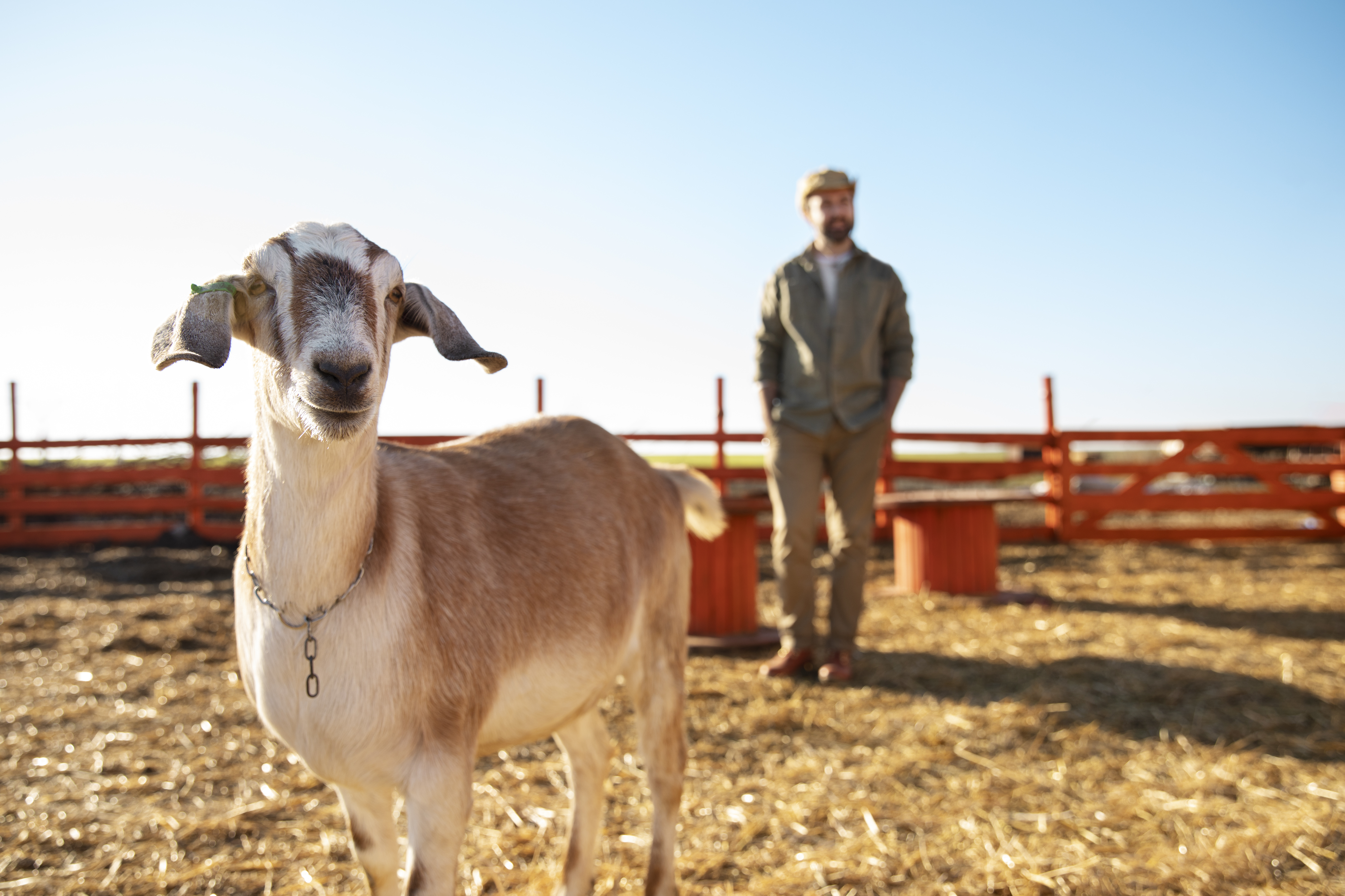 male-farmer-tending-his-goats-farm