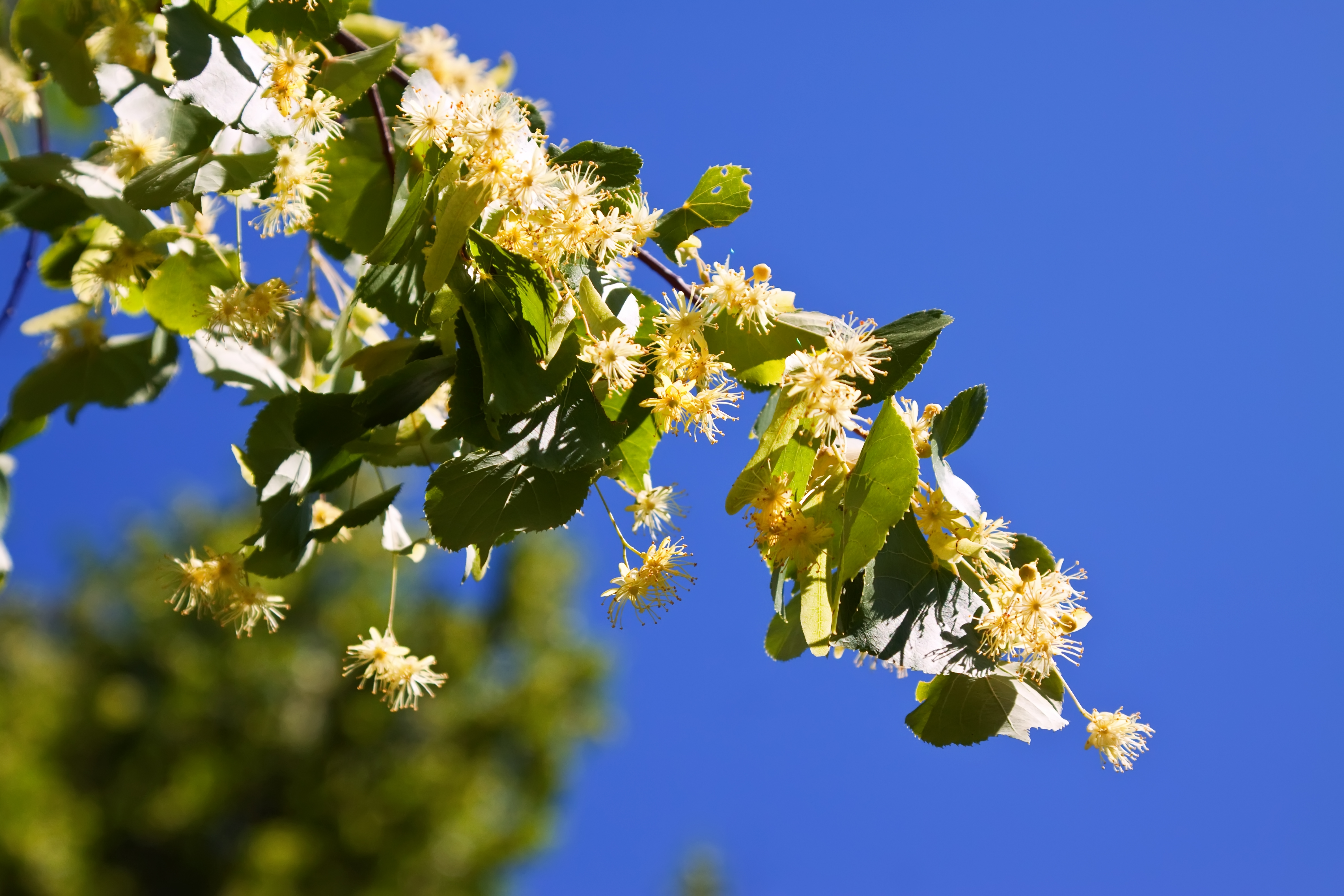blossoming-linden-branch