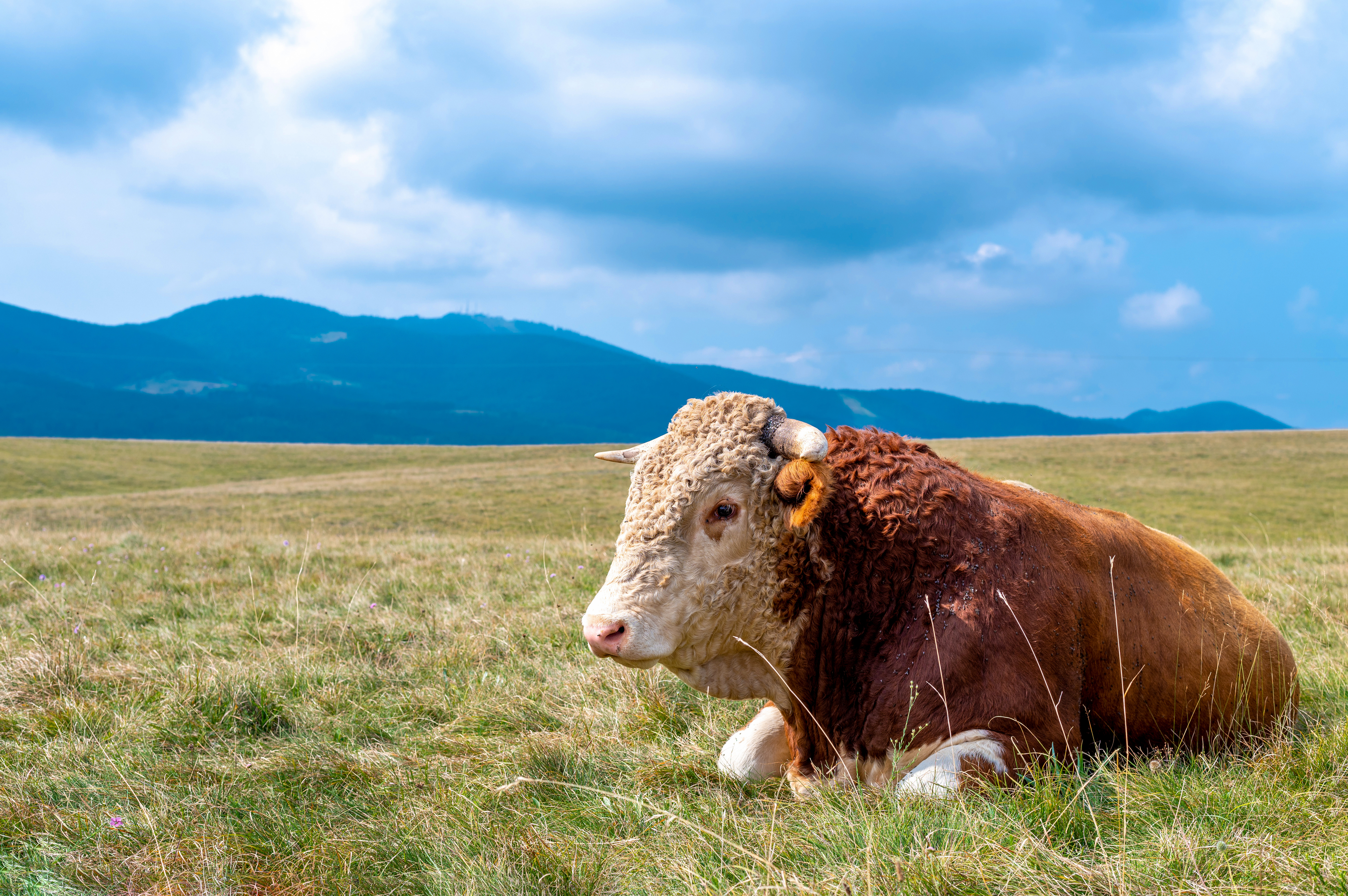 cow-resting-grass-covered-hills
