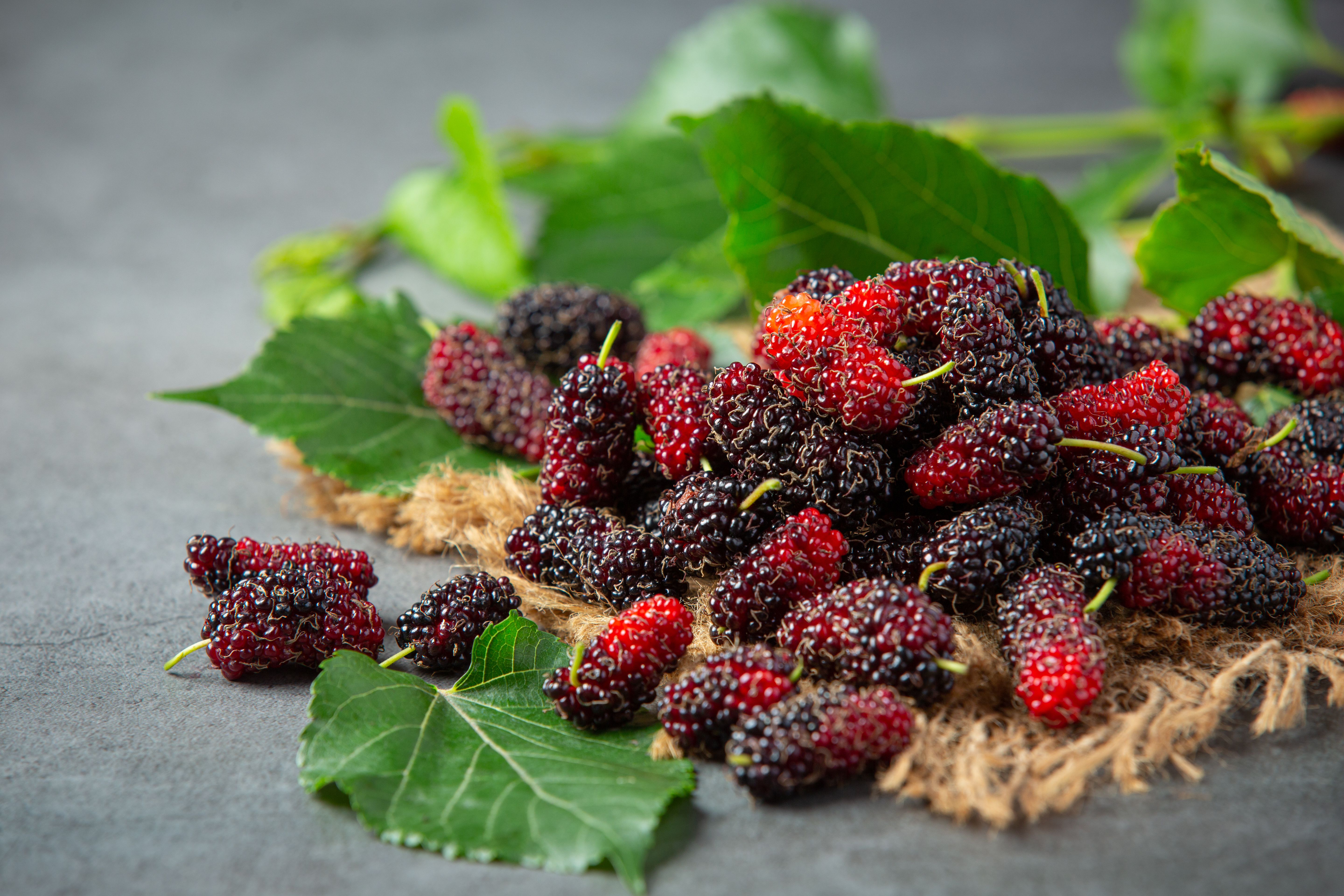 fresh-mulberrys-dark-surface
