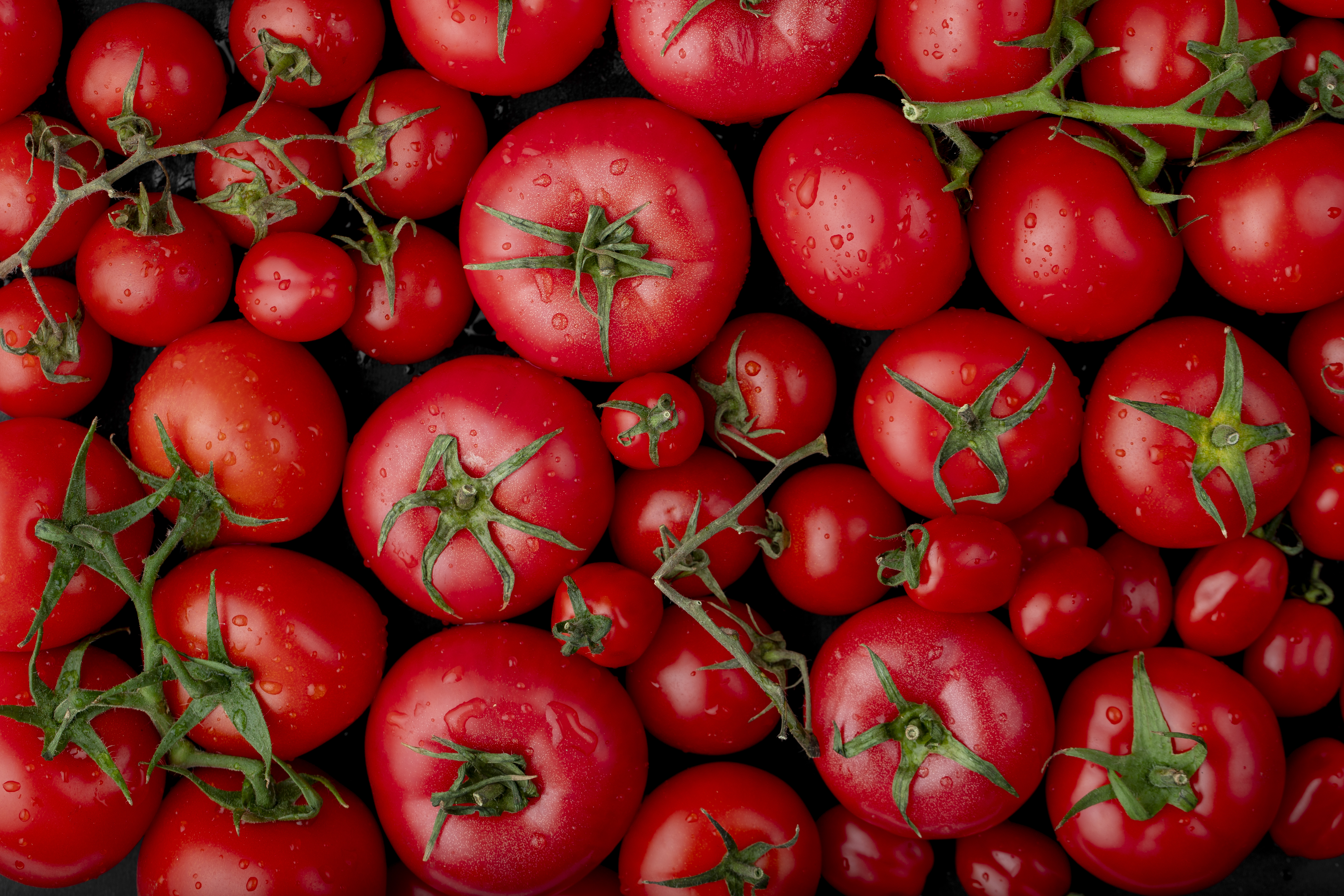 Купить томаты от производителя. Помидор. Поле томатов. Томаты тепличные. Азербайджанские помидоры.