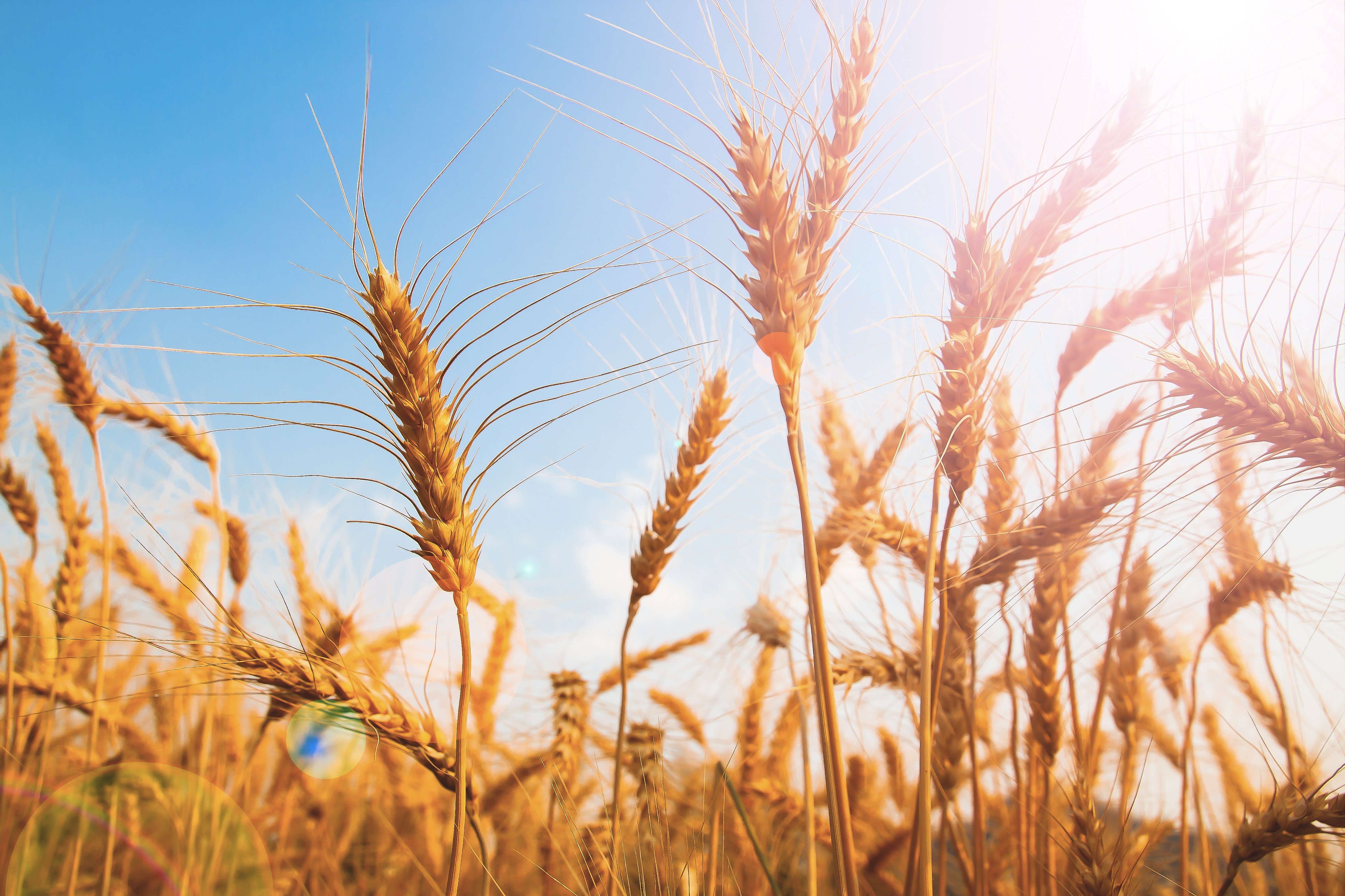 beautiful-golden-wheat-rice-field-with-sunlight-copy-space