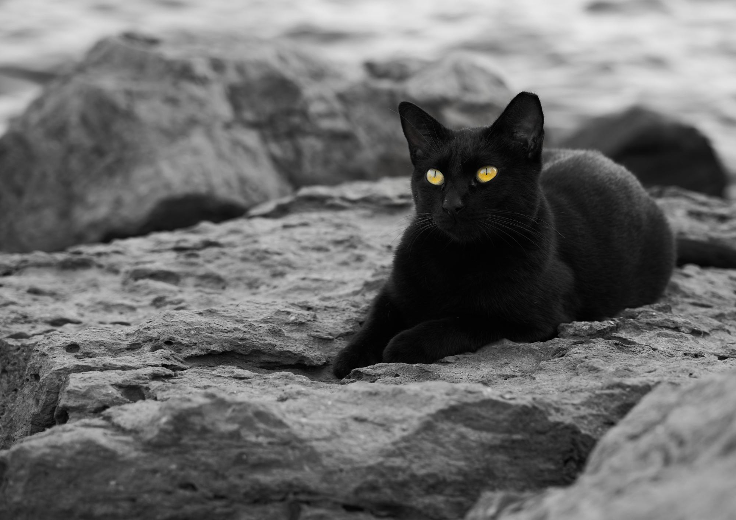 beautiful-shot-sleeping-black-cat