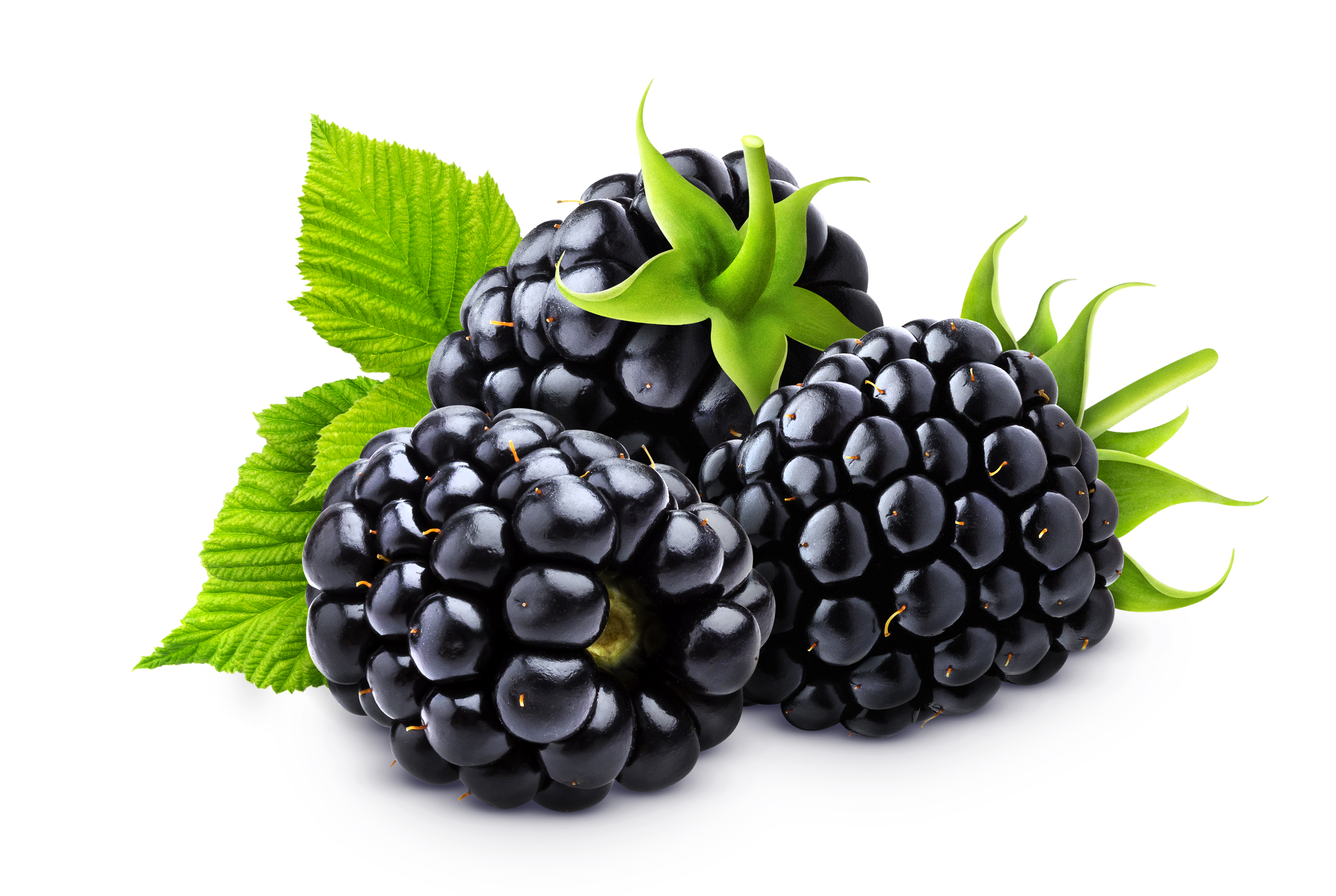 blackberry-isolated-white-background