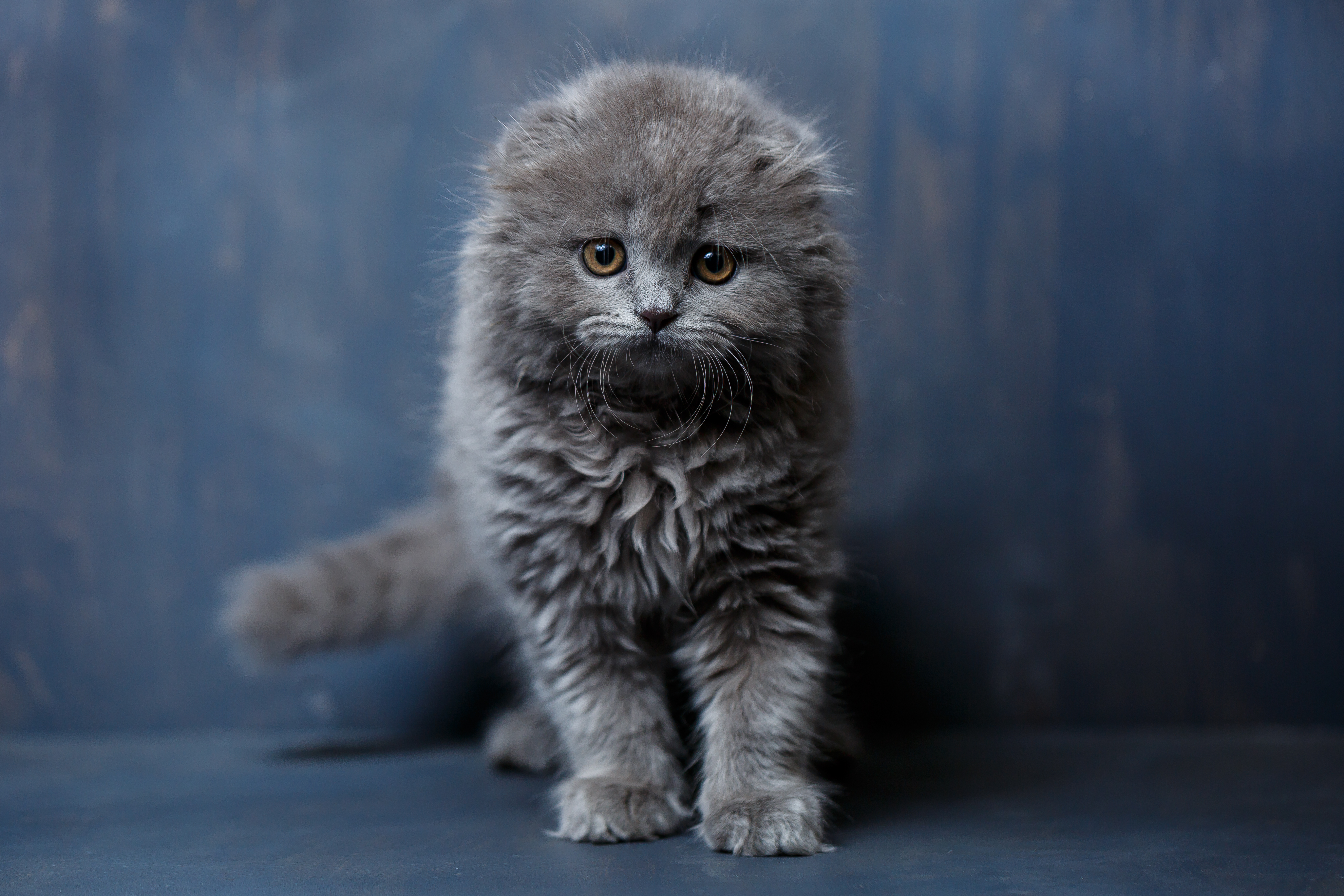 gray-little-cat-breed-scottish-fold-plays-gray-background