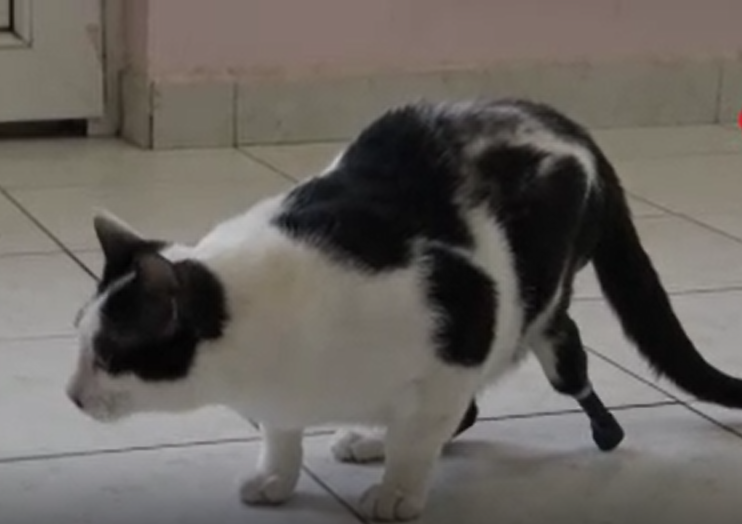 kedi-1