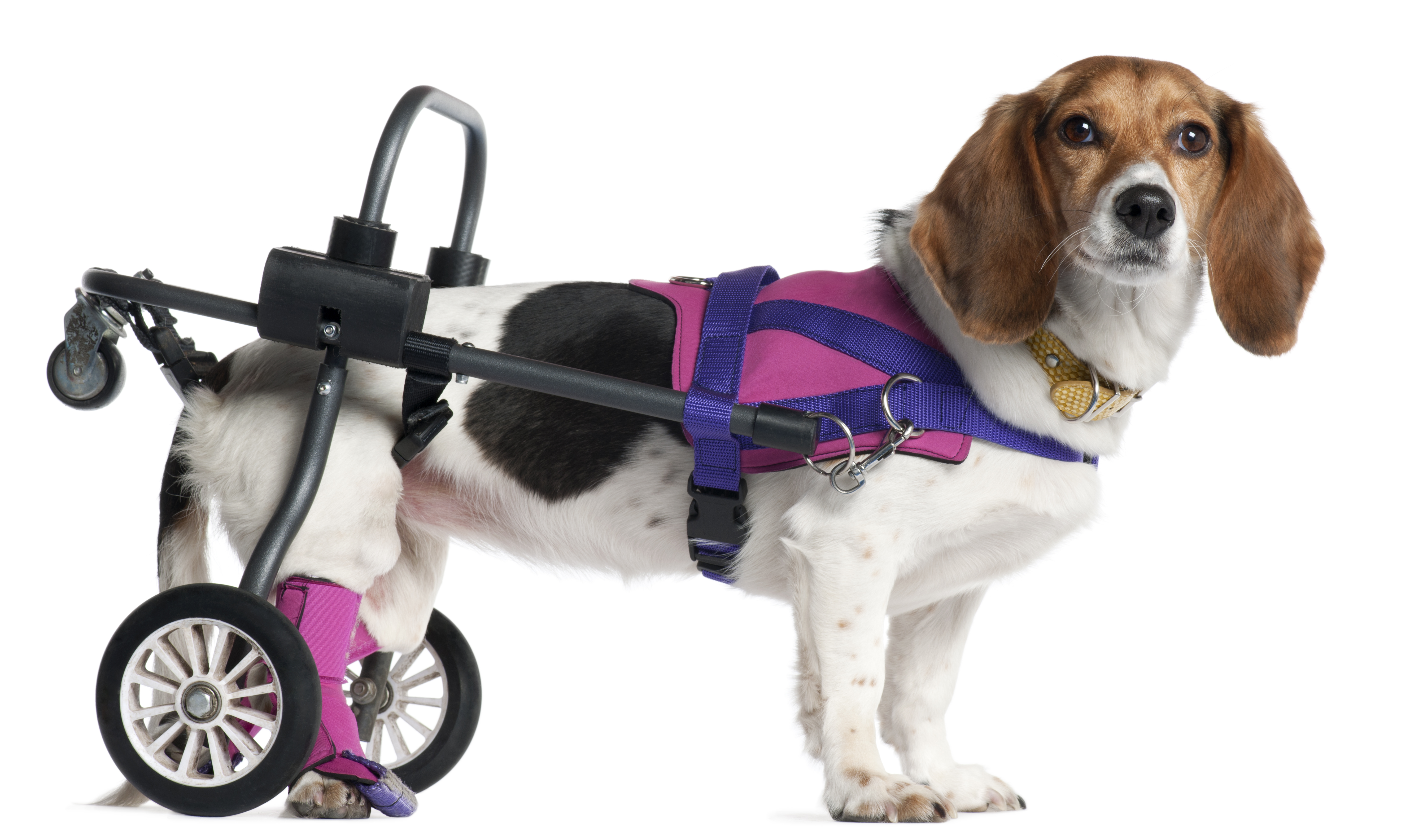 paralyzed-handicapped-mixed-breed-dog-8-years-old
