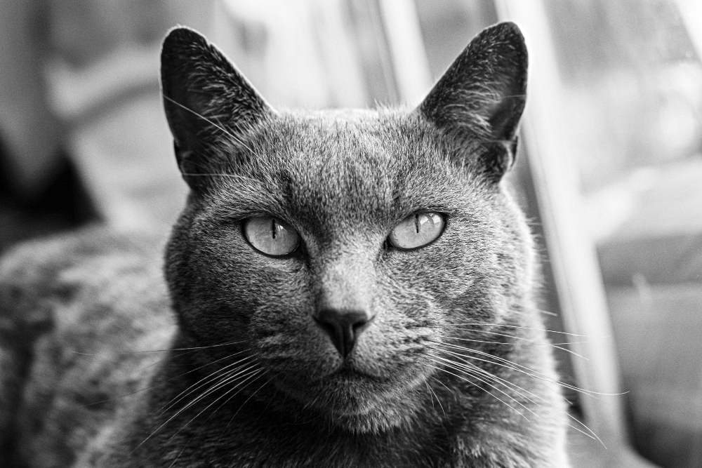 portrait-russian-blue-tabby-cat-looking-directly