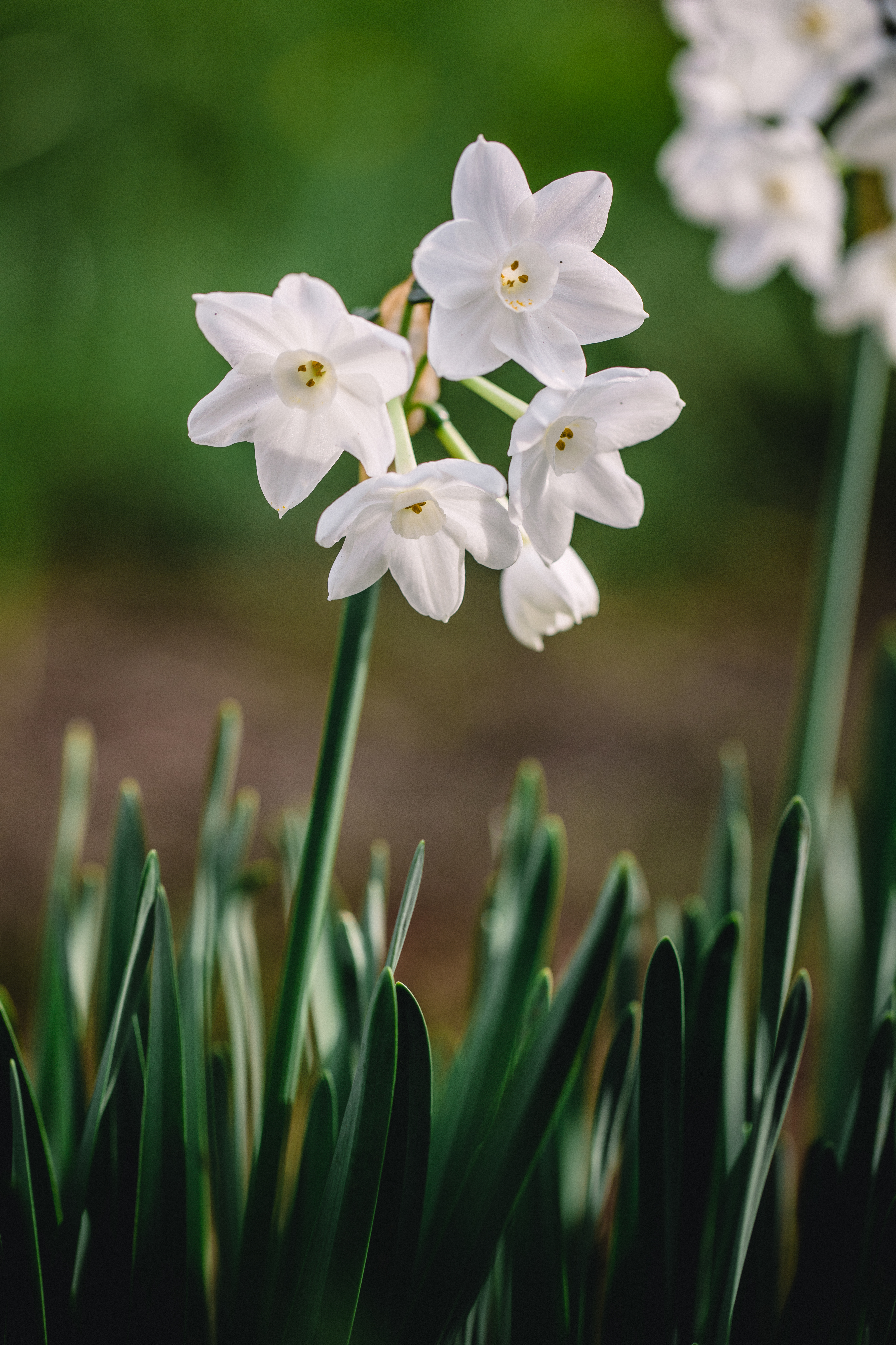 white-flowers-shallow-focus