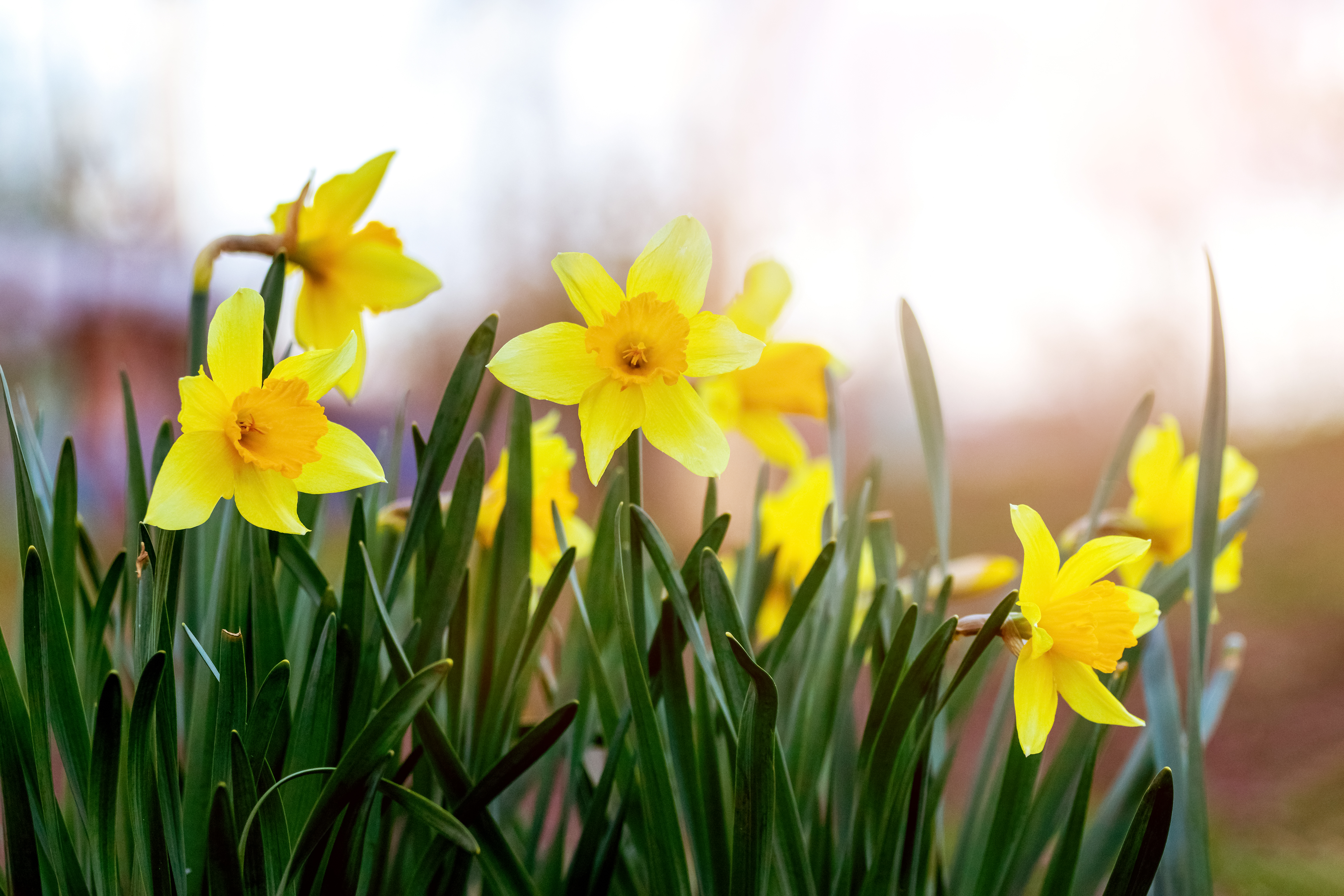 yellow-daffodils-flower-bed-spring-sunny-weather-during-sunset