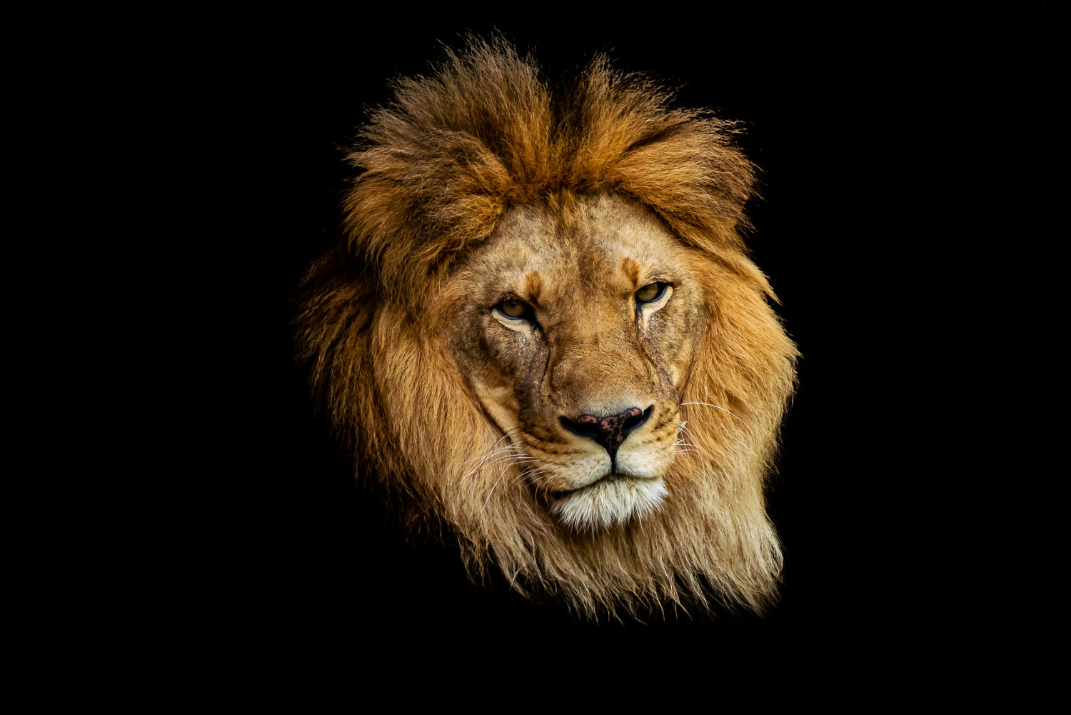 aslan burcu (4)