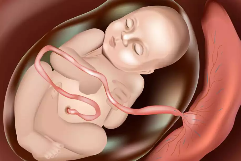 bebek embriyo  (1)