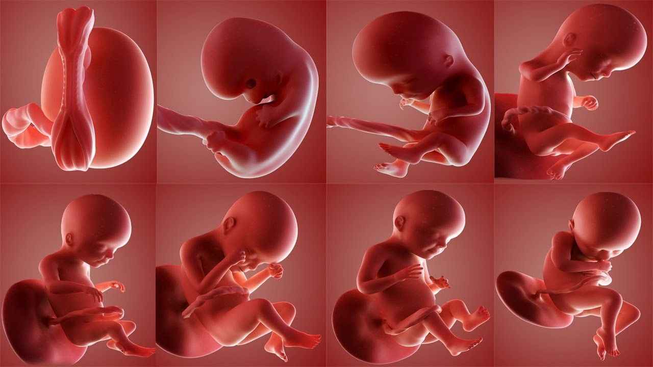 bebek embriyo  (3)-1