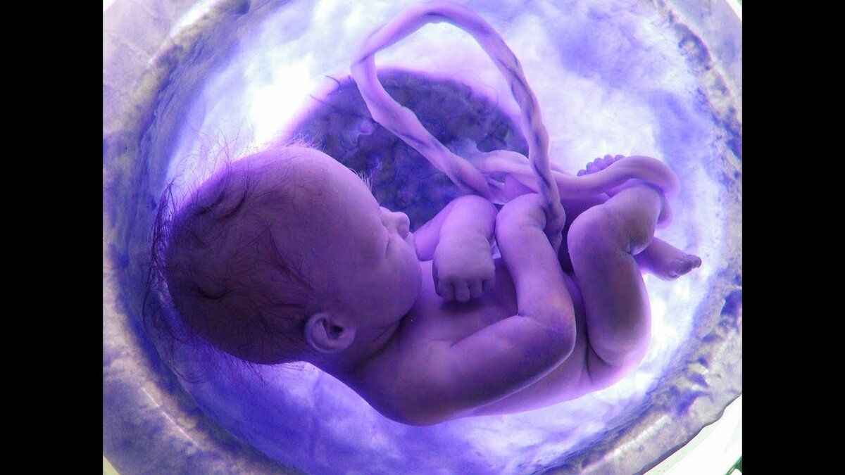 bebek embriyo  (6)