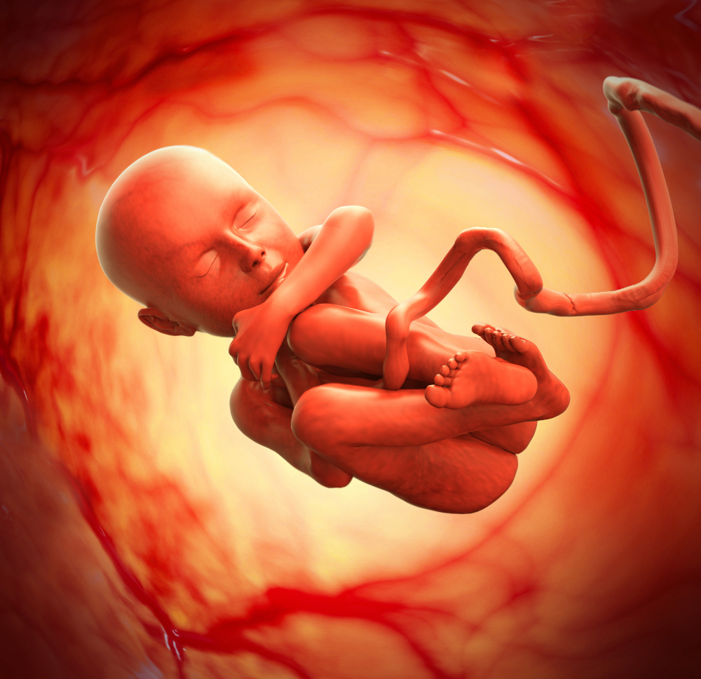 bebek kemik embriyo (11)