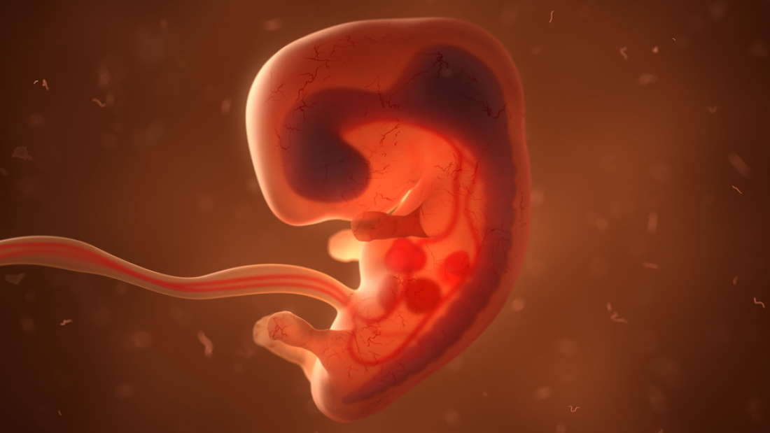 bebek kemik embriyo (12)