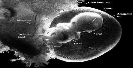 bebek kemik embriyo (13)