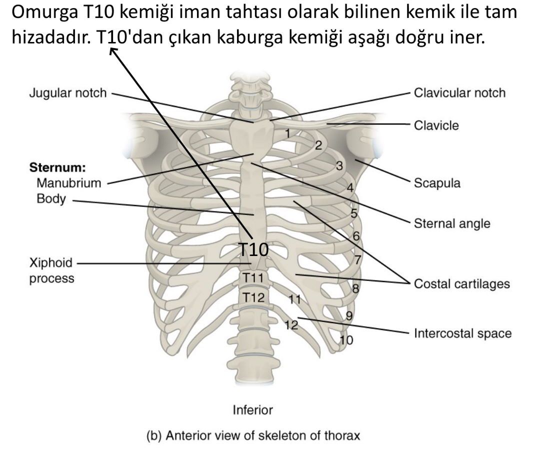 bebek kemik embriyo (14)