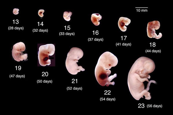 bebek kemik embriyo (16)