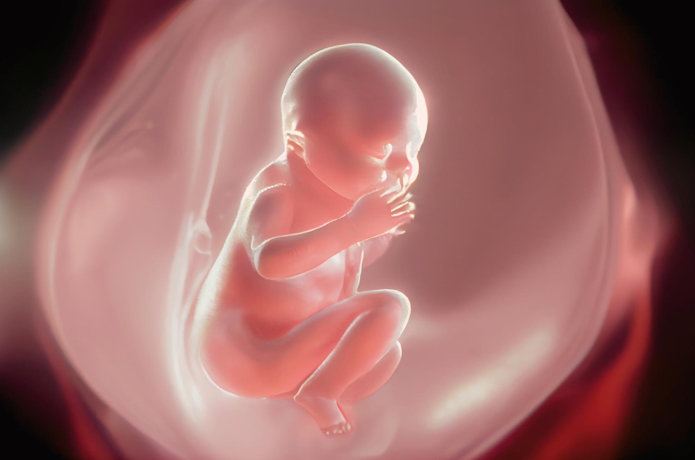 bebek kemik embriyo (17)