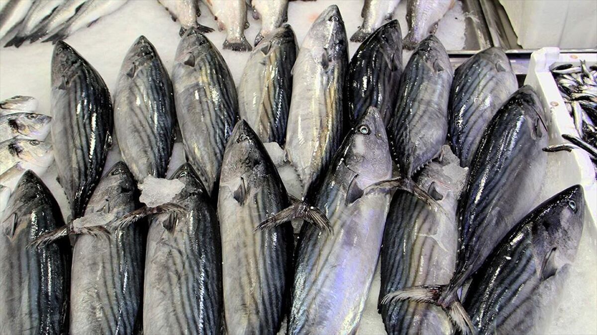 AA-20230921-32206088-32206087-IKLIM_DEGISIKLIGI_BALIKLARI_DA_OLUMSUZ_ETKILEDI (1)