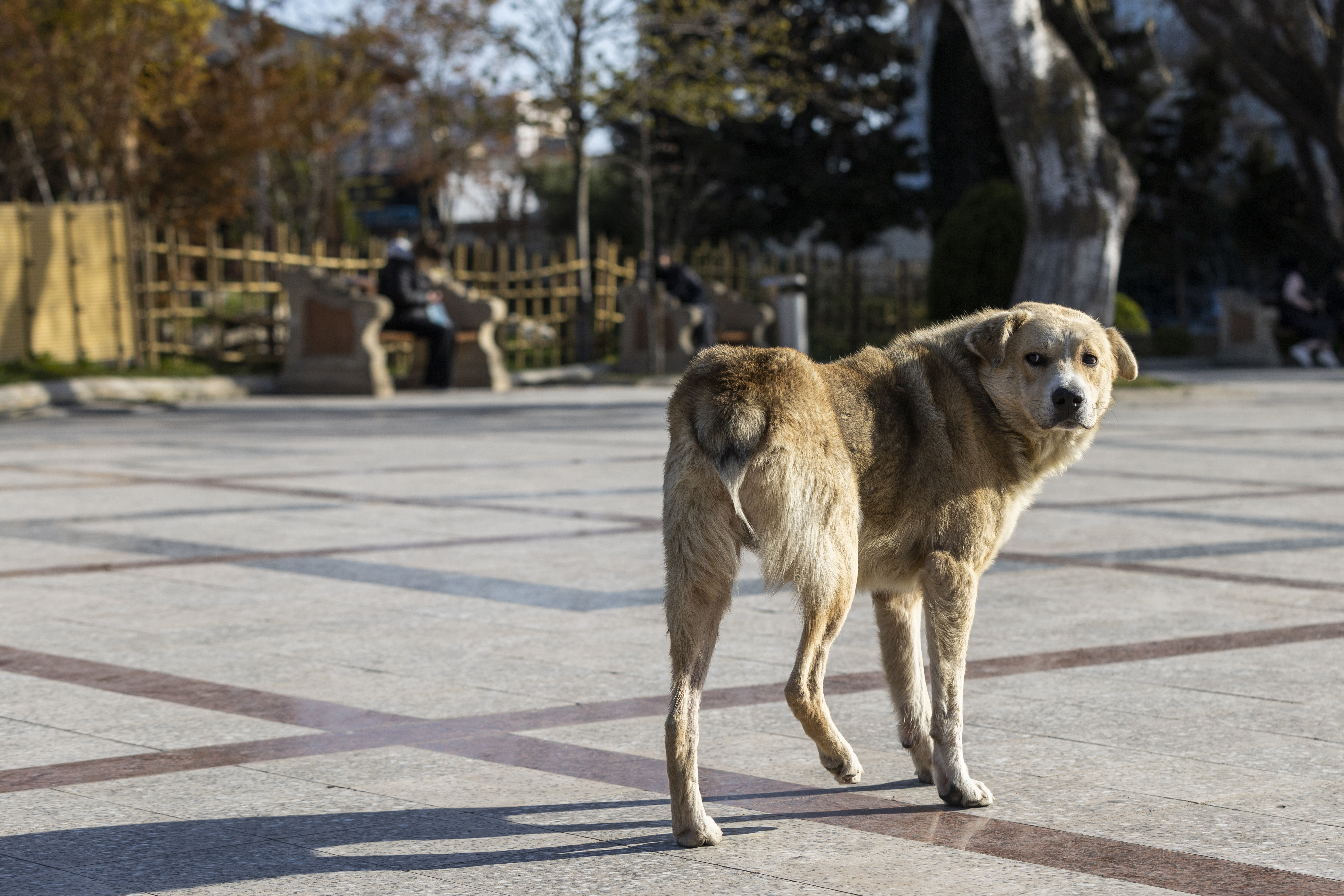 adorable-homeless-dog-walking-street-high-quality-photo