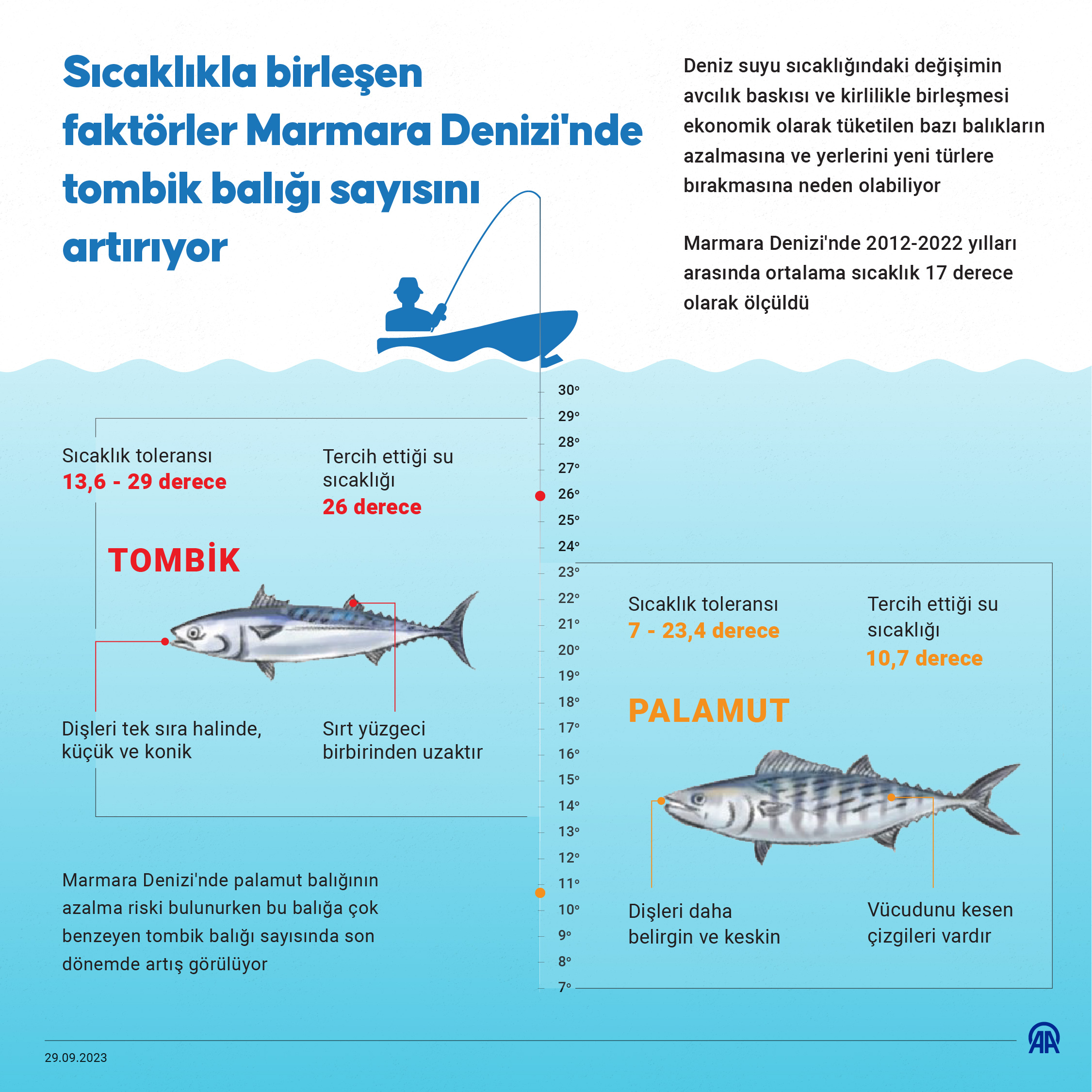 balik palamut tombik (2)