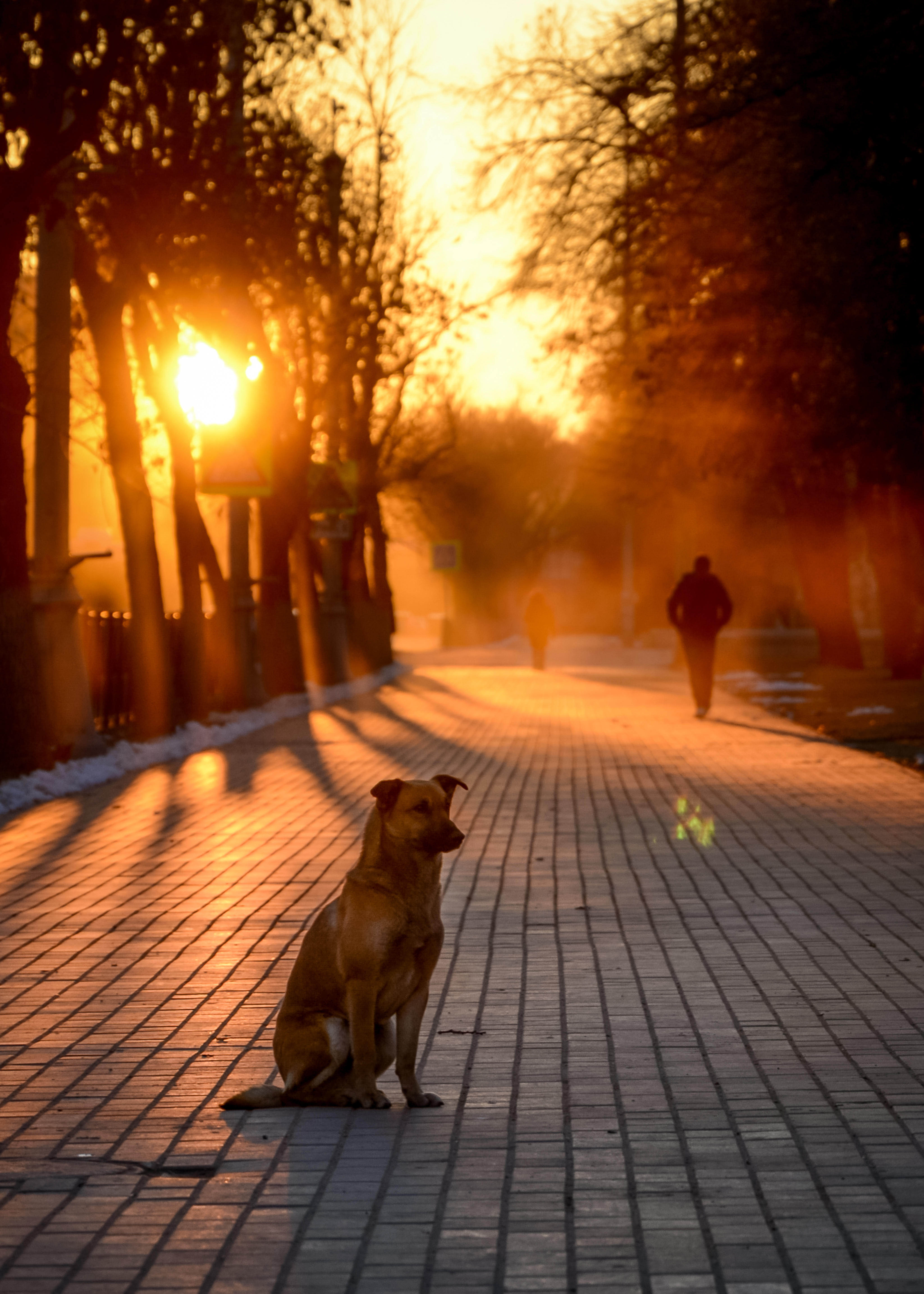 dog-sits-outside-sunset-atmosphere