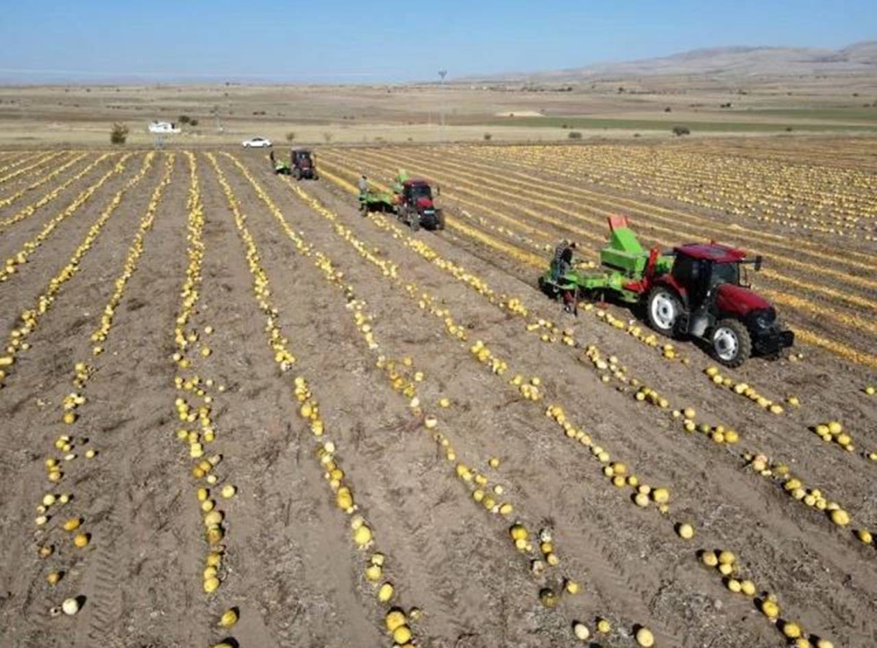 Sarı altında hasat başladı kilosu ise...