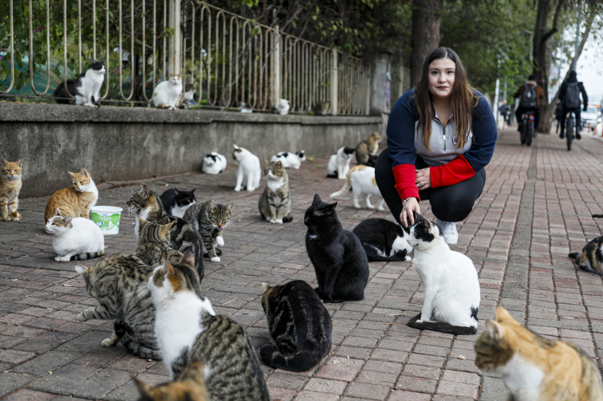 Kedilerin Babasi Her Sabah 700 Kediye Mama Tasiyor 4252 Dhaphoto5