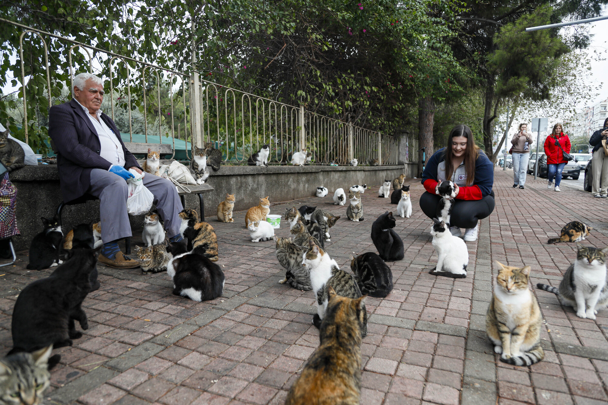 Kedilerin Babasi Her Sabah 700 Kediye Mama Tasiyor 4252 Dhaphoto6