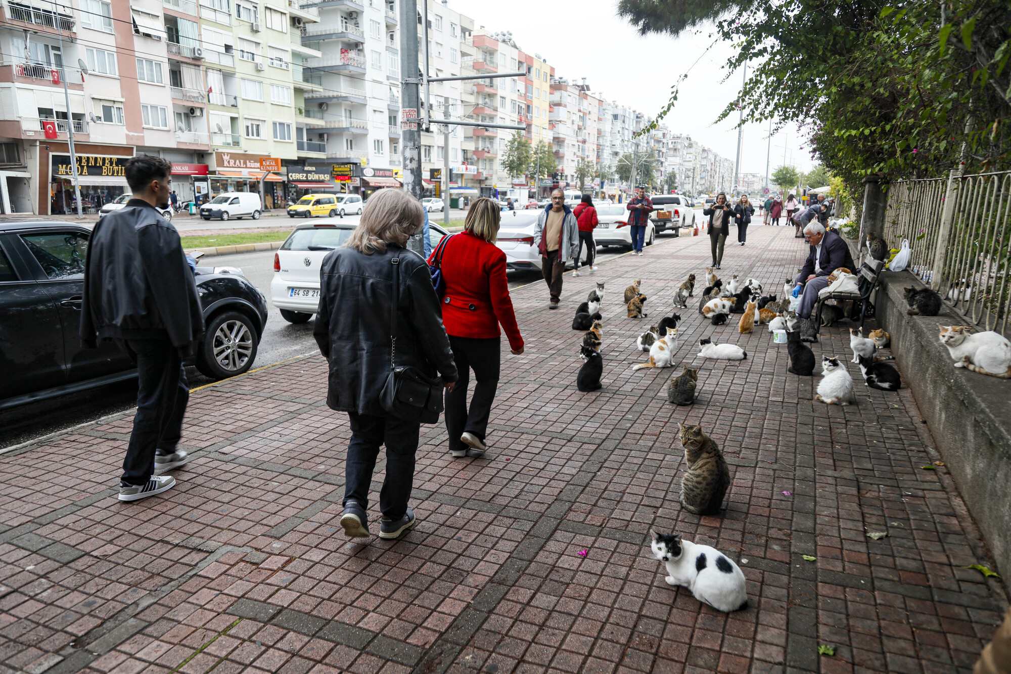 Kedilerin Babasi Her Sabah 700 Kediye Mama Tasiyor 4252 Dhaphoto7