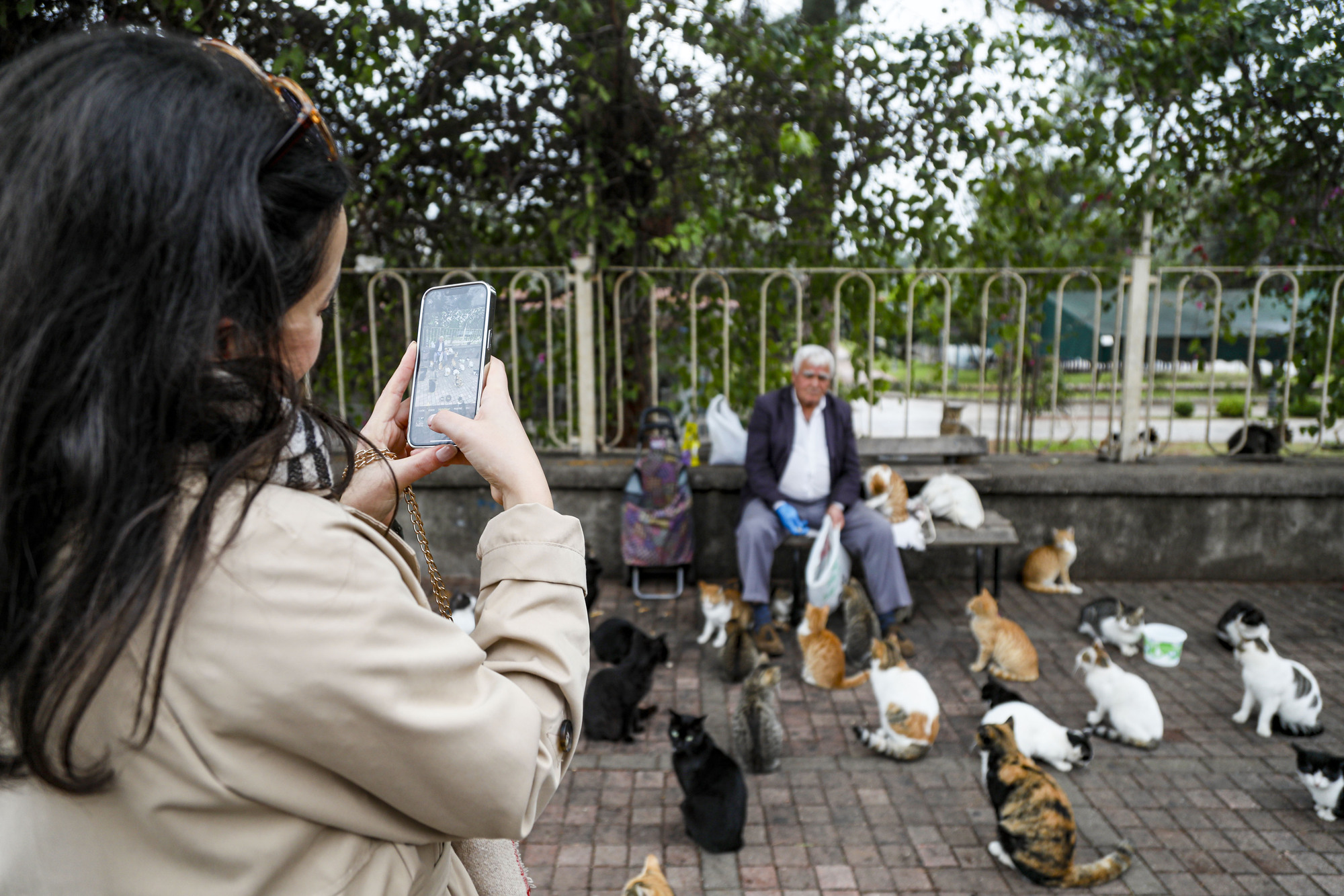 Kedilerin Babasi Her Sabah 700 Kediye Mama Tasiyor 4252 Dhaphoto8